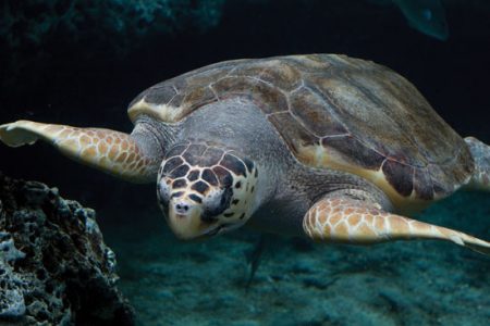 Turtles Species Image